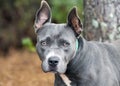 Old blue and white bluenose American Pitbull Terrier Royalty Free Stock Photo