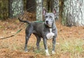 Old blue and white bluenose American Pitbull Terrier Royalty Free Stock Photo