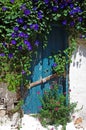 Old blue wooden door overgrown with bindweed Royalty Free Stock Photo