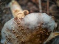 Old blushing amanita mushroom covered with mustiness