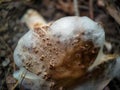 Old blushing amanita mushroom covered with mustiness