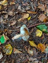 Old blushing amanita mushroom covered with mustiness Royalty Free Stock Photo