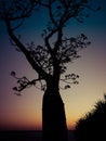 Old boab tree at sunset in Kings Park, Perth, Western Austra Royalty Free Stock Photo