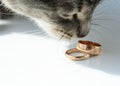 On the old board are two gold wedding rings. A cat tilted its face over the rings Royalty Free Stock Photo