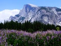Half Dome Yosemite lupines Royalty Free Stock Photo