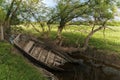 An old boat on the swampy bank of the former river