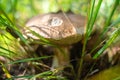 Old boletus edulis mushroom growing hiding in the grass in the forest Royalty Free Stock Photo