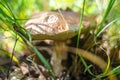 Old Boletus edulis mushroom growing hiding in the grass in the forest Royalty Free Stock Photo