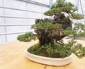Old bonsai tree composition