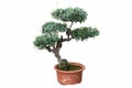 Old Bonsai Tree Isolated On White