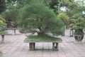 Old bonsai trees in vases