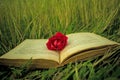 An old book on the grass, a rose as a sign of the book. suitable for book cover, illustration, presentation, invitation