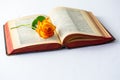 Old Book with open pages and Rose Royalty Free Stock Photo