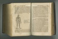 Old book, pages and anatomy of respiratory system or body veins in manuscript, ancient scripture or literature against a Royalty Free Stock Photo
