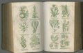 Old book, plants and herbs in study for biology, medical or ancient vintage pages against studio background. Historical