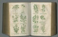 Old book, plants and vintage herbs in biology for medical study or history pages against a studio background. Historical