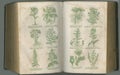 Old book, plants and vintage herbs for medical study or history pages in biology against a studio background. Historical