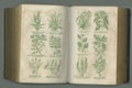 Old book, plants and vintage herbs of study, medical history or pages in biology against a studio background. Historical