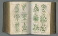 Old book, plants and vintage pages in biology for medical study or history of herbs against a studio background. Closeup
