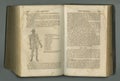 Old book, vintage and anatomy of human body, veins or muscles in literature, manuscript or ancient scripture against a