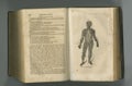 Old book, vintage and anatomy of human muscle or body in literature, manuscript or ancient scripture against a studio Royalty Free Stock Photo