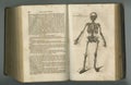 Old book, vintage and anatomy of skeleton bones or parts in literature, manuscript or ancient scripture against a studio Royalty Free Stock Photo