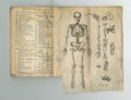 Old book, vintage and anatomy or study of bones, human body parts or latin literature, manuscript or ancient scripture