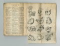 Old book, vintage and anatomy study of the ear, hearing or body parts in latin literature, manuscript or ancient