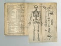 Old book, vintage and anatomy study of skeleton body parts in latin literature, manuscript or ancient scripture against Royalty Free Stock Photo