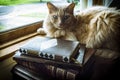 Old Books Cat Royalty Free Stock Photo