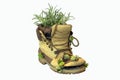 Old boot with plants Royalty Free Stock Photo