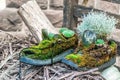 Old boots covered in green moss made under flowerpots Royalty Free Stock Photo