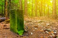 Old border post in a forest Royalty Free Stock Photo