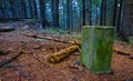 old border post in a misty forest Royalty Free Stock Photo