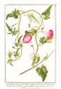 Old botanical illustration of Convolvolus peregrinus plant