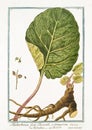 Old botanical illustration of Rhabarbarum forte Dioscoridis plant