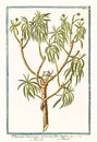 Old botanical illustration of Tithymalus americanus arborescens plant