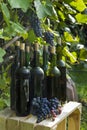 Old bottles of homemade wine photographed against the background of the vine.