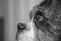 Old Boxer Dog Royalty Free Stock Photo