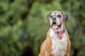 An old Boxer dog in the forest. Royalty Free Stock Photo