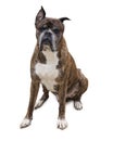Old boxer dog Royalty Free Stock Photo