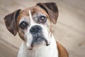 Old Boxer Dog Royalty Free Stock Photo