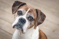 Old Boxer Dog Royalty Free Stock Photo