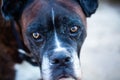 Old boxer looks sad Royalty Free Stock Photo