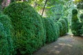 Old Boxwood Buxus sempervirens or European box in landscaped summer garden. Trimmed green boxwood bushes immediately after cutting