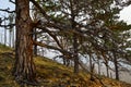 Old branched tree stand against the background of lake Baikal in fog, smoke, Royalty Free Stock Photo