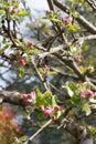 Old branches of pink blossoming flowers of apple tree, springtime Royalty Free Stock Photo