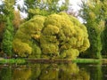 Old branchy tree at a pond