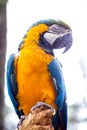 Old Brazilian Macaw, 40 years old, yellow-and-blue-bellied bird, native to the Amazon, domestic animal Royalty Free Stock Photo