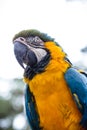 Old Brazilian Macaw, 40 years old, yellow-and-blue-bellied bird, native to the Amazon, domestic animal Royalty Free Stock Photo